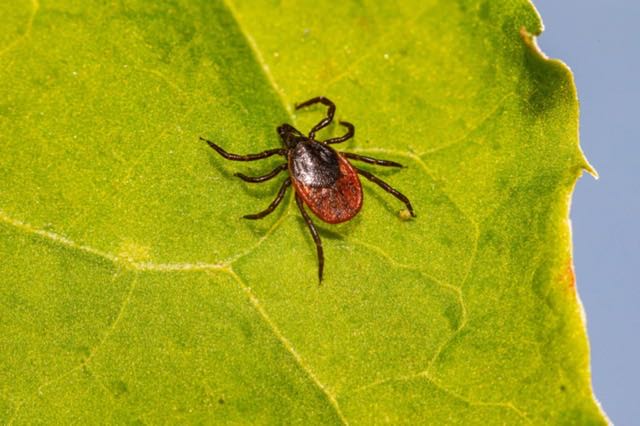 Tique posée sur une feuille, vue de près